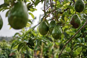 fruits-and-vegetables-to-grow-in-swfl-avocado