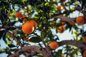 6 Fruits and Vegetables to Grow in Your SWFL Backyard